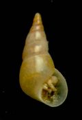 Sabinella&nbsp;bonifaciae